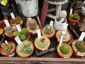 多肉植物・サボテンの紹介