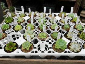 多肉植物・サボテンの紹介