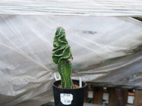 多肉植物・サボテンの紹介