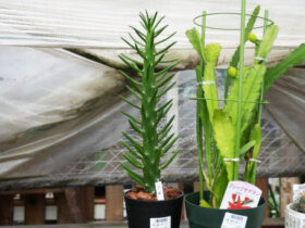 多肉植物・サボテンの紹介