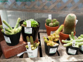 多肉植物・サボテンの紹介