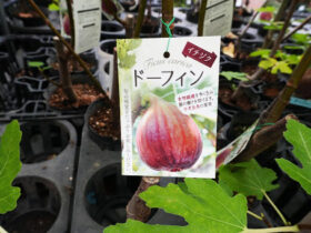 ９月入荷中 果樹苗の紹介