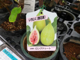 ９月入荷中 果樹苗の紹介