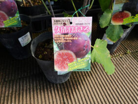 10月入荷中 果樹苗の紹介