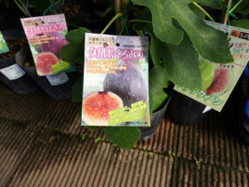 10月入荷中 果樹苗の紹介