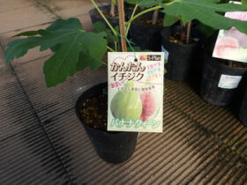 10月入荷中 果樹苗の紹介