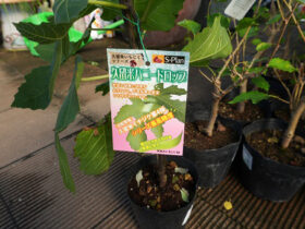 10月入荷中 果樹苗の紹介