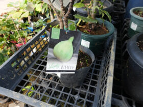 10月入荷中 果樹苗の紹介