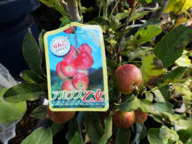 10月入荷中 果樹苗の紹介