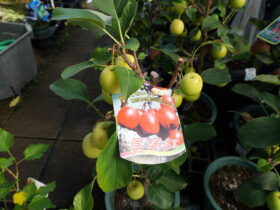 10月入荷中 果樹苗の紹介