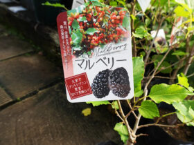 10月入荷中 果樹苗の紹介