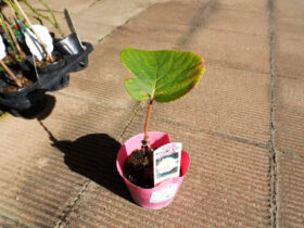 10月入荷中 果樹苗の紹介