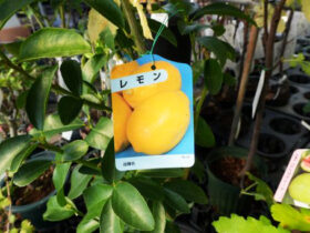 10月入荷中 果樹苗の紹介