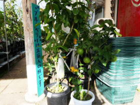 10月入荷中 果樹苗の紹介