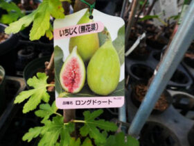 10月入荷中 果樹苗の紹介