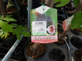 10月入荷中 果樹苗の紹介