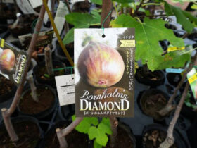 10月入荷中 果樹苗の紹介