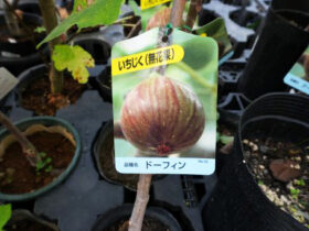 10月入荷中 果樹苗の紹介