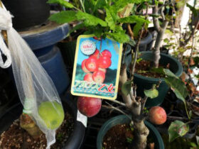 10月入荷中 果樹苗の紹介