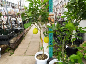 ３月入荷中 果樹苗の紹介