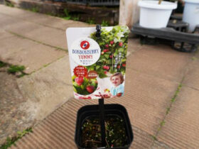 ３月入荷中 果樹苗の紹介