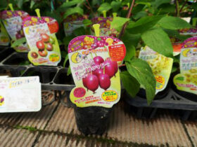７月入荷中 果樹苗の紹介