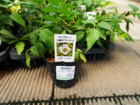 ７月入荷中 果樹苗の紹介