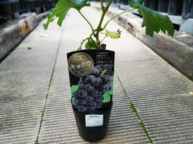 ７月入荷中 果樹苗の紹介