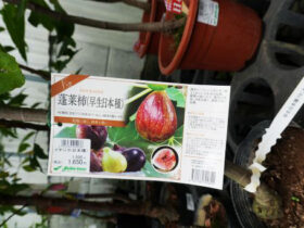 ７月入荷中 果樹苗の紹介