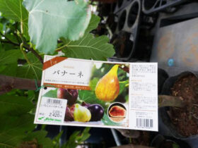 ７月入荷中 果樹苗の紹介