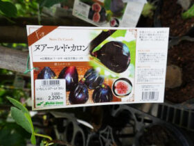 ７月入荷中 果樹苗の紹介