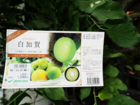 ７月入荷中 果樹苗の紹介