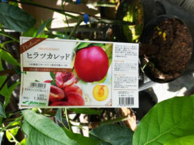 ７月入荷中 果樹苗の紹介