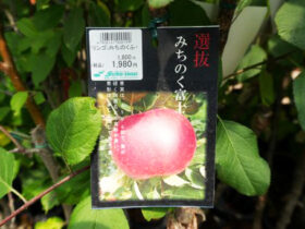 ７月入荷中 果樹苗の紹介