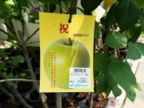 ７月入荷中 果樹苗の紹介