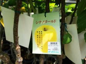 ７月入荷中 果樹苗の紹介