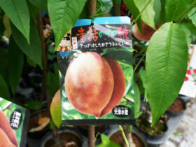 ７月入荷中 果樹苗の紹介