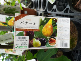 ９月入荷中 果樹苗の紹介
