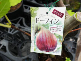 ９月入荷中 果樹苗の紹介