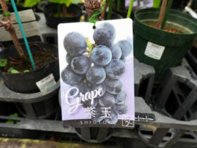 ９月入荷中 果樹苗の紹介