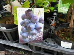 ９月入荷中 果樹苗の紹介