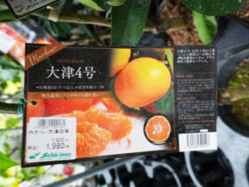 ９月入荷中 果樹苗の紹介