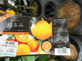 ９月入荷中 果樹苗の紹介