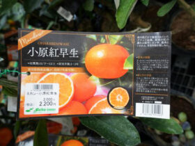 ９月入荷中 果樹苗の紹介