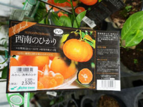 ９月入荷中 果樹苗の紹介