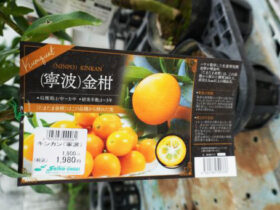 ９月入荷中 果樹苗の紹介