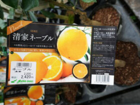 ９月入荷中 果樹苗の紹介