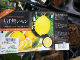 ９月入荷中 果樹苗の紹介