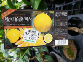 ９月入荷中 果樹苗の紹介