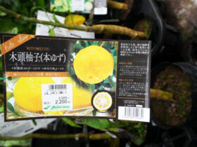 ９月入荷中 果樹苗の紹介